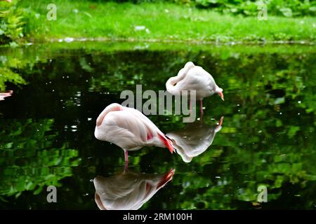 Two pink flamingos in pond. Beautiful reflections in water. Stock Photo