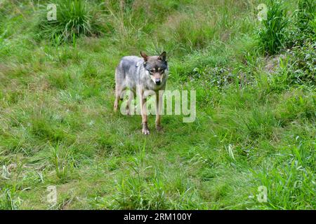 Single wolf facing camera at zoo in Norway. Copy space. Stock Photo