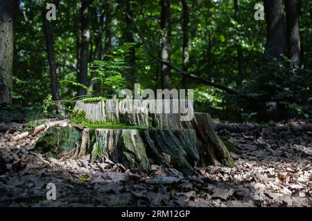 A mature tree stump in a forested environment, with new growth sprouting from the center of the trunk Stock Photo