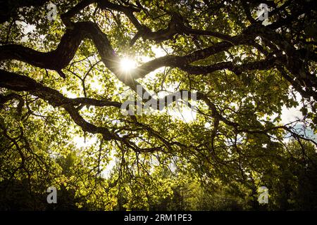 Low angle view of sunlight streaming through trees Stock Photo