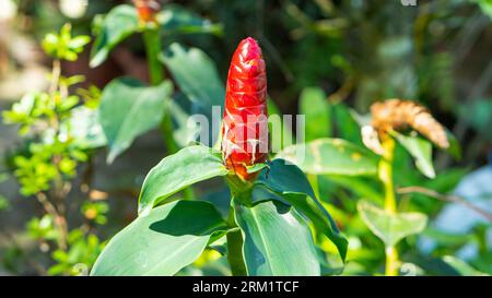 Costus woodsonii, red rocket flower buds Stock Photo