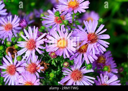 Aster - Michaelmas Daisy - Aster amellus, the European Michaelmas daisy, perennial herbaceous . Taken Aug 2023 Stock Photo