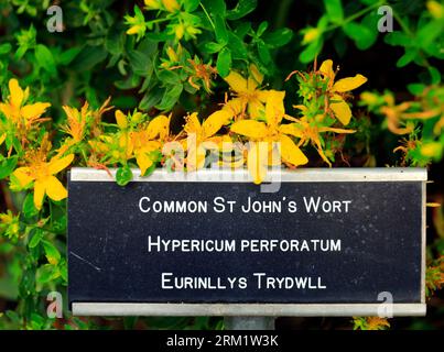 Common St John's Wort hypericum perforatum and label,. Taken Aug 2023 Stock Photo