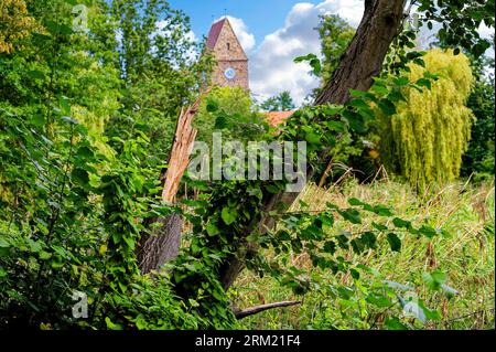 Splintered tree trunk in a park after a storm in Berlin, Germany. Stock Photo