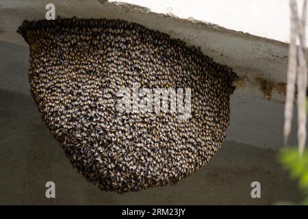 A honeycomb is a mass of hexagonal prismatic cells built from wax by honey bees in their nests to contain their brood (eggs, larvae, and pupae) and st Stock Photo