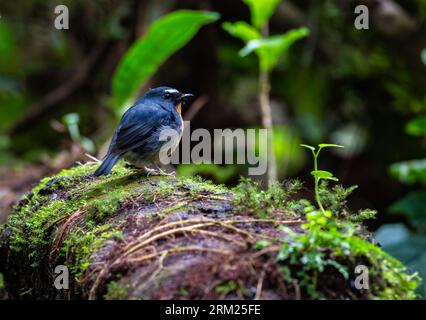A Snowy-browed Flycatcher (Ficedula hyperythra) perched on a log. Sumatra, Indonesia. Stock Photo
