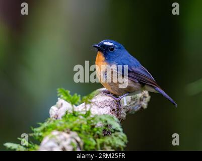 A Snowy-browed Flycatcher (Ficedula hyperythra) perched on a log. Sumatra, Indonesia. Stock Photo
