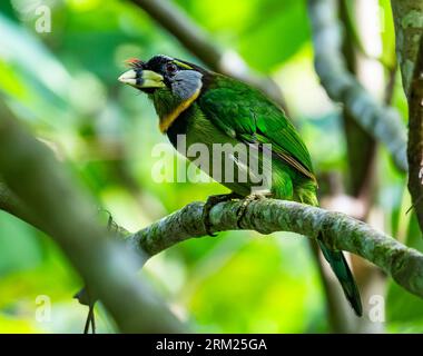 A Fire-tufted Barbet (Psilopogon pyrolophus) perched on a branch. Sumatra, Indonesia. Stock Photo