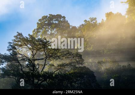Sunlight shining through morning fog in rain forest. Sumatra, Indonesia. Stock Photo