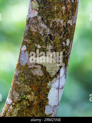 A Black-barbed Flying Dragon lizard (Draco melanopogon) perfectly camouflaged on a mossy tree trunk. Sumatra, Indonesia. Stock Photo