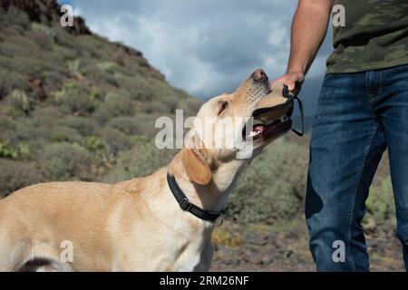 Close-up of a labrador dog biting the chew toy in the trainer's hand Stock Photo