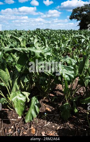 An agricultural field of beetroot growing in rural Norfolk in England Stock Photo