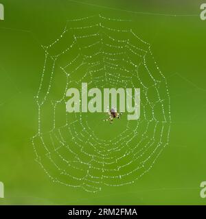 Garden spider orb weaver,   Araneidae family, probably Araneus diadematus. Isolated on spider web with water drops on green blurred background. Stock Photo