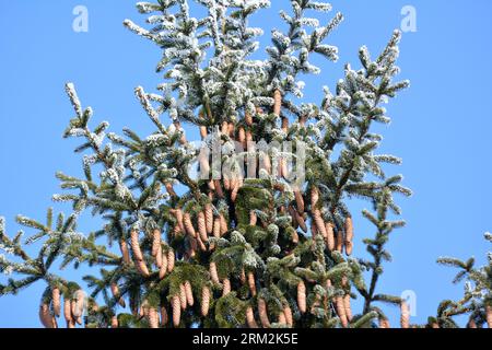 Cones grow on the green branch of the spruce. Stock Photo