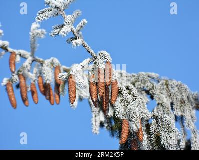 Cones grow on the green branch of the spruce. Stock Photo
