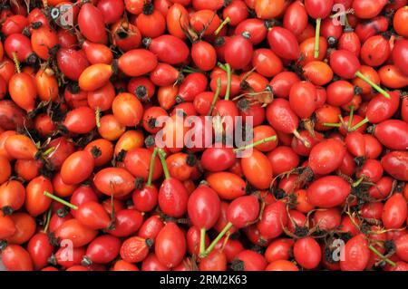 Harvested ripe fruits rose hips, intended for further processing Stock Photo