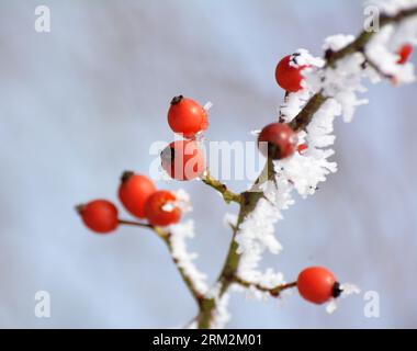 In winter, red berries hang on the branch of a dog rose bush Stock Photo