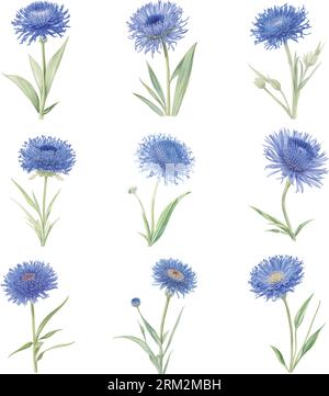 Watercolor blue cornflowers set isolated on white background. Hand drawn illustration. Stock Vector