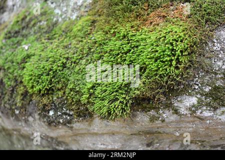 In the forest in the wild on the stone grows moss Anomodon Stock Photo