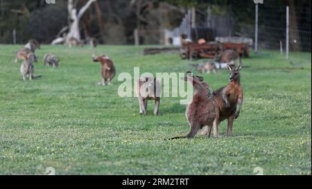 870 Herd of eastern grey kangaroos at graze, grassland next to Halls Gap Community Garden-Recreation Reserve. Victoria-Australia. Stock Photo