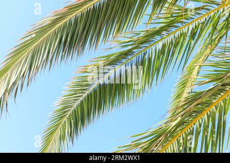 Lush green date palm leaves silhouetted against clear sky Stock Photo