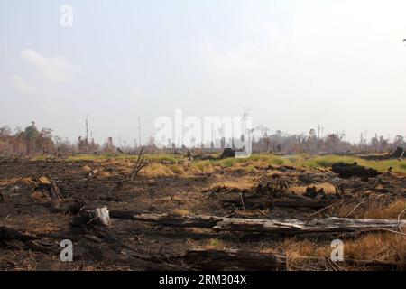 Bildnummer: 59920329  Datum: 30.06.2013  Copyright: imago/Xinhua (130630) -- PEKANBARU (INDONESIA), June 30, 2013 (Xinhua) -- Photo taken on June 29, 2013 shows burnt land in Pekanbaru of Riau province, Indonesia. The rampant forest fire in Indonesia s Sumatra island, which led to the thick haze in neighboring Singapore and Malaysia, is now mostly under control, Indonesia Foreign Minister Marty Natalegawa said Saturday. Each year, forest fires on Sumatra and Kalimantan (Borneo) smother parts of nearby Singapore and Malaysia in haze. The Indonesian government usually blames plantation owners an Stock Photo