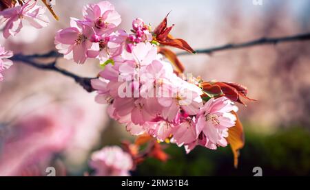 Pink flower in field in garden with blurry background and hard sunlight for horizontal floral poster. Close up flowers blooming on softness style in s Stock Photo