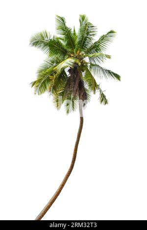 Coconut palm tree isolated on white background, vertical photo of Cocos nucifera Stock Photo