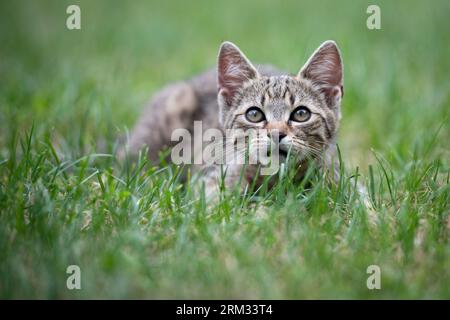 Cute gray kitty lying on green grass in the garden Stock Photo