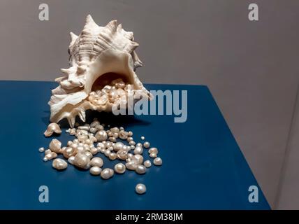 Murex, a coomon type of seashell in Persian Gulf contained 407 pearl beads - found at upper level of suq (14th-15th century A.D.) Stock Photo