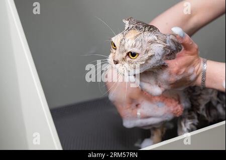 Woman shampooing a tabby gray cat in a grooming salon.  Stock Photo