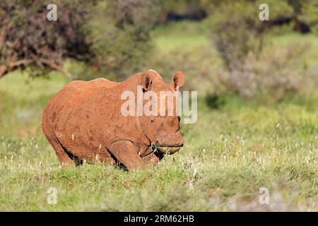 A mud covered white rhinoceros (Ceratotherium simum) in natural habitat, South Africa Stock Photo