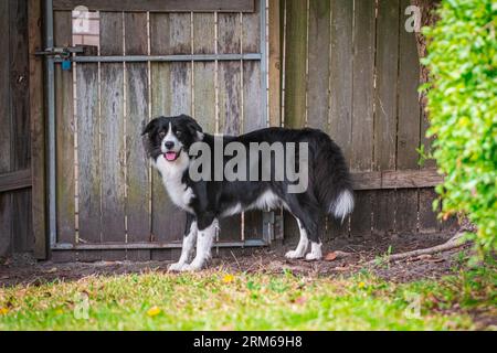 Border Collie puppy standing in the backyard next to a wooden gate and a fence Stock Photo