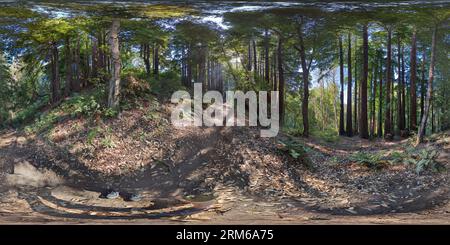 360 degree panoramic view of 360 Photo sphere taken with a Google Pixel 7 Pro, Taken on the Enchanted Woods in Wilder Ranch State Park