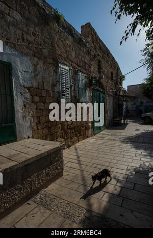 (131231) -- ACRE, Dec. 31, 2013 (Xinhua) -- A cat passes an alley in the Old City of Acre, northern Israel, on Dec. 27, 2013. The Old City of Acre in Acre in Israel was inscribed on the UNESCO World Heritage List in 2001. With a history of more than 5,000 years recorded in documents, Acre is a walled port-city with continuous settlement from the Phoenician period. The present city is characteristic of a fortified town of the Ottoman dating from 18th and 19th centuries, with typical urban components such as the citadel, mosques, khans and baths. The remains of the Crusader town, dating from 110 Stock Photo