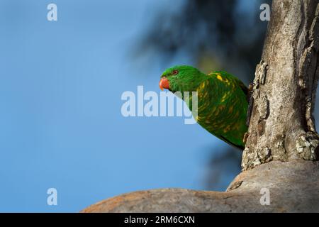Australian adult Scaly-breasted Lorikeet -Trichoglossus chlorolepidotus- bird hanging out from the side of a eucalyptus gum tree surveying the area Stock Photo