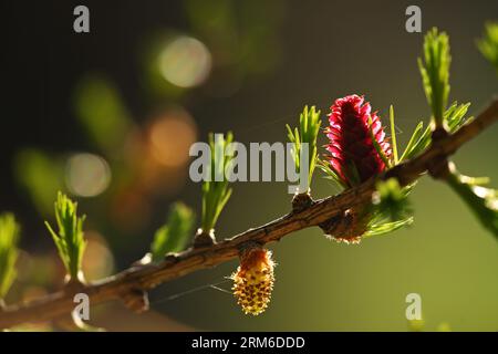 FRANCE. ISERE (38) VERCORS NATURAL PARK. LARCH FLOWER Stock Photo