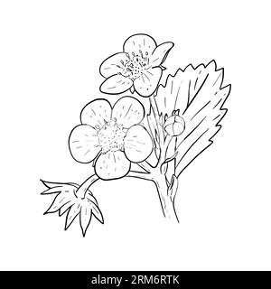 Vector floral elements of strawberry flowers and leaves. Outline hand drawn sketch of strawberry flowering plant.  Stock Vector