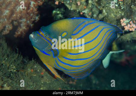 Blue-ringed Angelfish, Pomacanthus annularis, Liberty wreck dive site, Tulamben, Karangasem, Bali, Indonesia Stock Photo