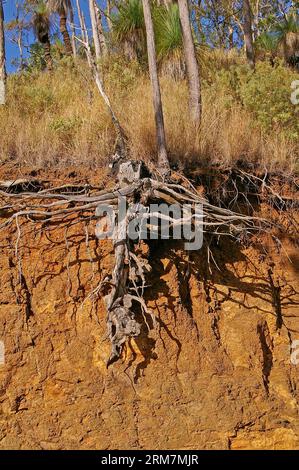 Subsurface Tree Root Damage roots exposed to the surface after soil erosion, kerala, india Stock ...