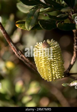 Single new creamy white flower of Australian tree Banksia integrifolia, coast banksia, in Queensland garden in winter. Surroundind by green leaves. Stock Photo