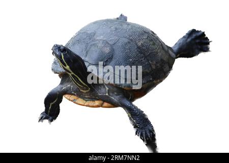 A Small Tortoise (testudinidae Stock Photo - Alamy