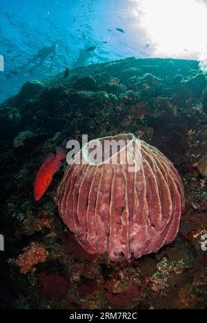 Red Coral Grouper, Cephalopholis miniata, by Barrel Sponge, Xestospongia testudinaria, on coral-covered wreck with snorkellers and sun in background, Stock Photo