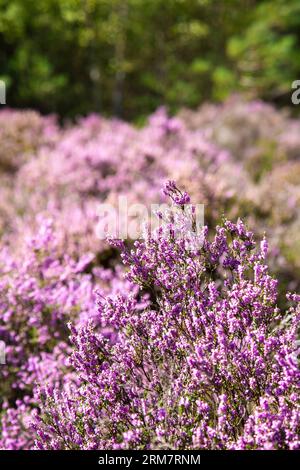 Purple heather plants in the heathland at Farnham Heath Nature Reserve, Surrey, England Stock Photo