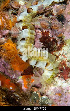 Lion's Paw Sea Cucumber feeding, Euapta godeffroyi, Sedam dive site, Seraya, Karangasem, Bali, Indonesia Stock Photo