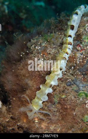 Lion's Paw Sea Cucumber feeding, Euapta godeffroyi, Sedam dive site, Seraya, Karangasem, Bali, Indonesia Stock Photo