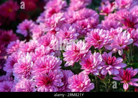 Fresh bright blooming pink chrysanthemums bushes in autumn garden outside in sunny day. Flower background for greeting card, wallpaper, banner, header Stock Photo
