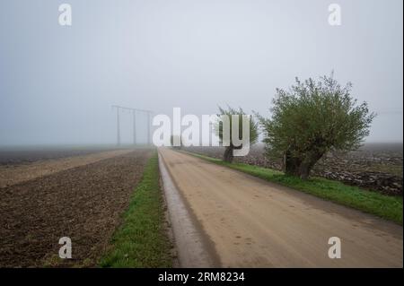 Rural road with willow trees and power lines on foggy morning in Skåne Sweden Stock Photo