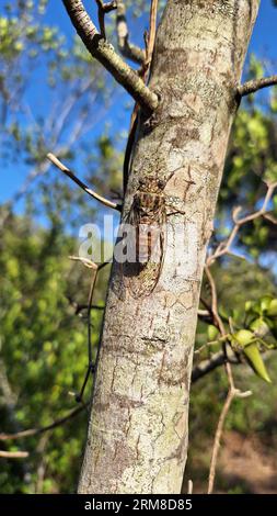 Cicada insect. Cicada closeup on a branch in its natural habitat. Cicada macro photography. Cicada crawls along a tree trunk among foliage Stock Photo