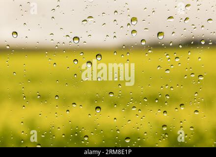 Ostrach, Germany. 27th Aug, 2023. View through a car window with raindrops on a yellow blooming field. More precipitation is predicted for the next few days Credit: Thomas Warnack/dpa/Ģ����ý Live News Stock Photo